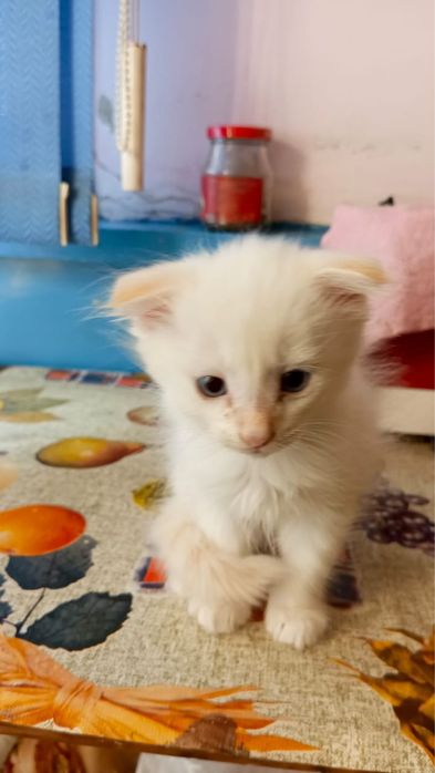 Отдам котят в хорошие руки!!!