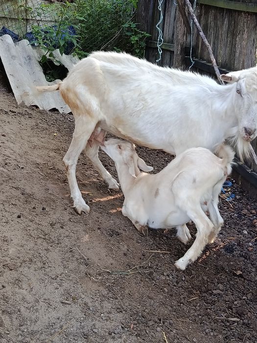 Capră.  cu  iadă
