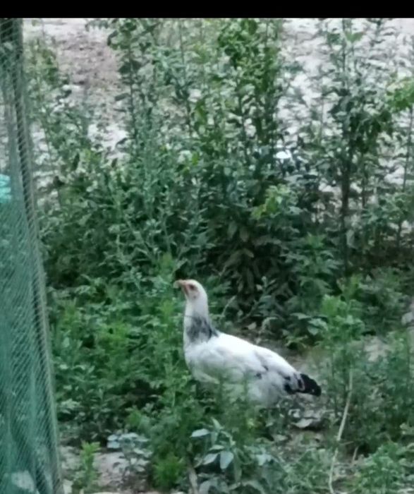 Tovuq jojalar sotlad