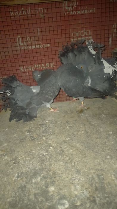 Голуби пара кептер павлины