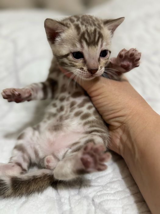 Бенгальские чистокровные котята