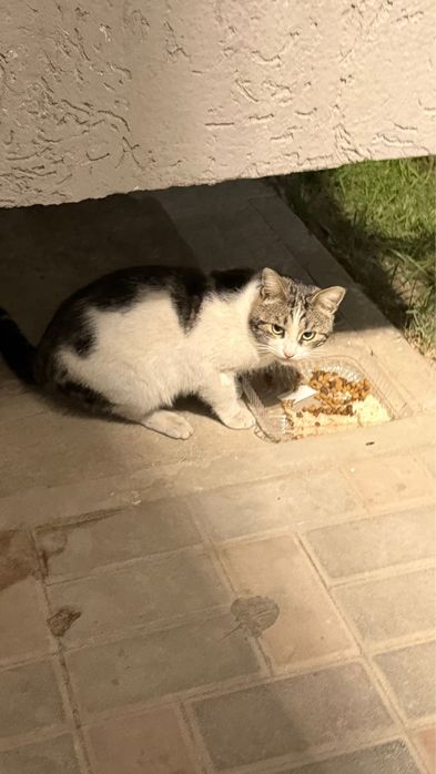 Отдадим в хорошие  руки кота