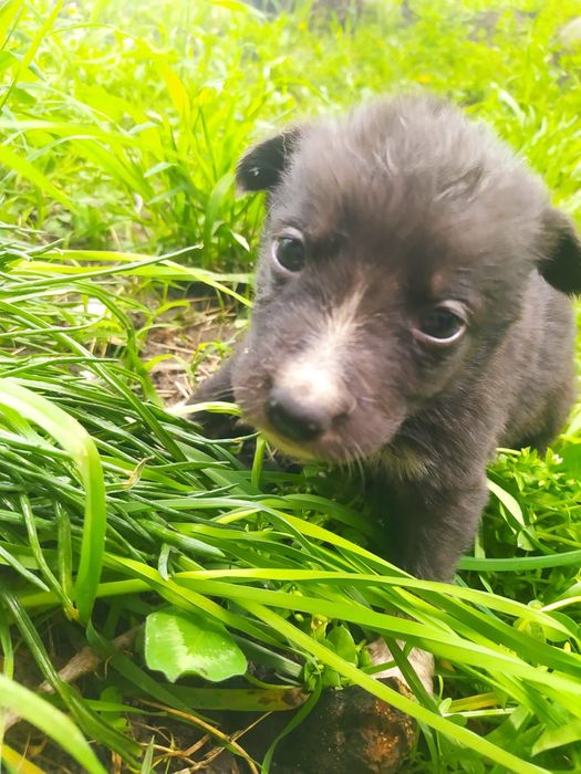 Щенки ищут дом...