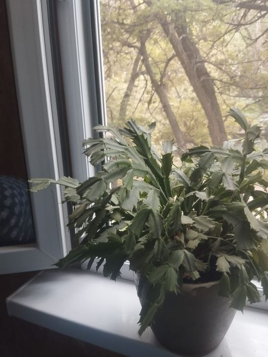 Цветы  комнатная