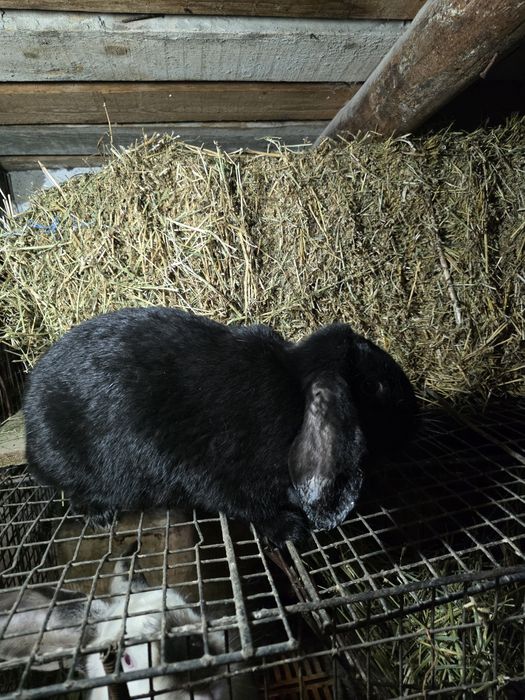 Iepuri berbec german