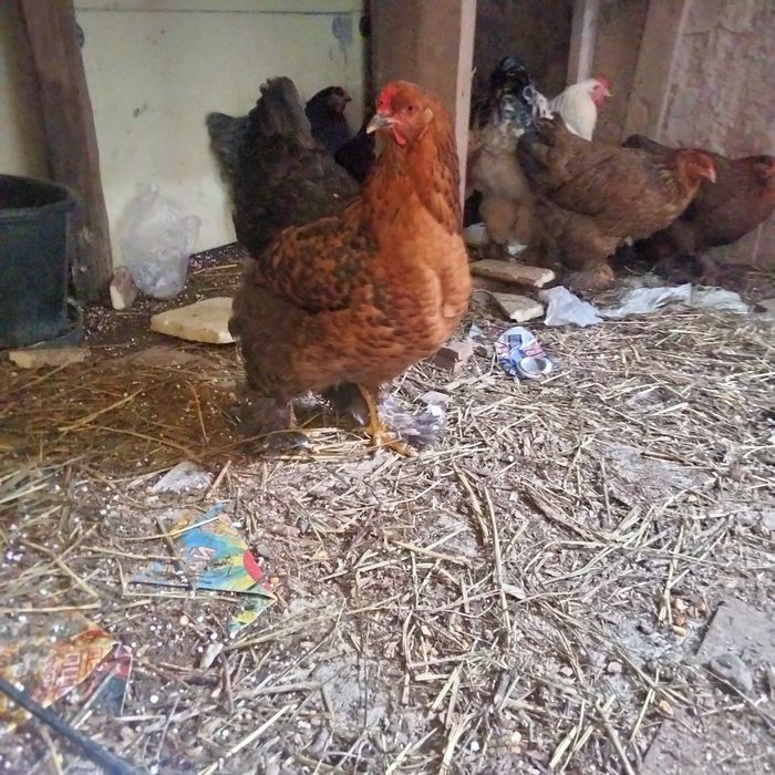 Продается куры брама