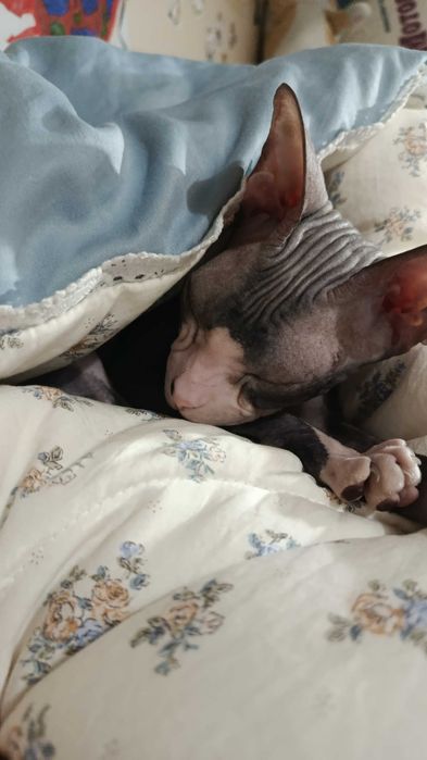 Продам кошечку сфинкс