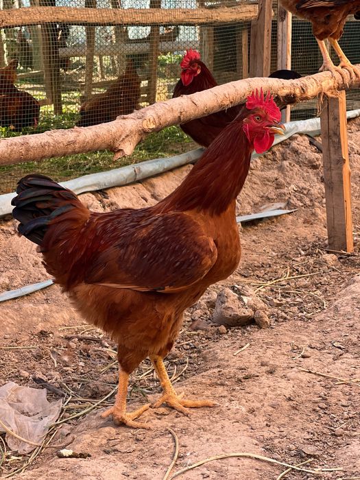 Tavuq Тавуқ гўшти Хўроз гўшти бор хоаки халол сўйилган