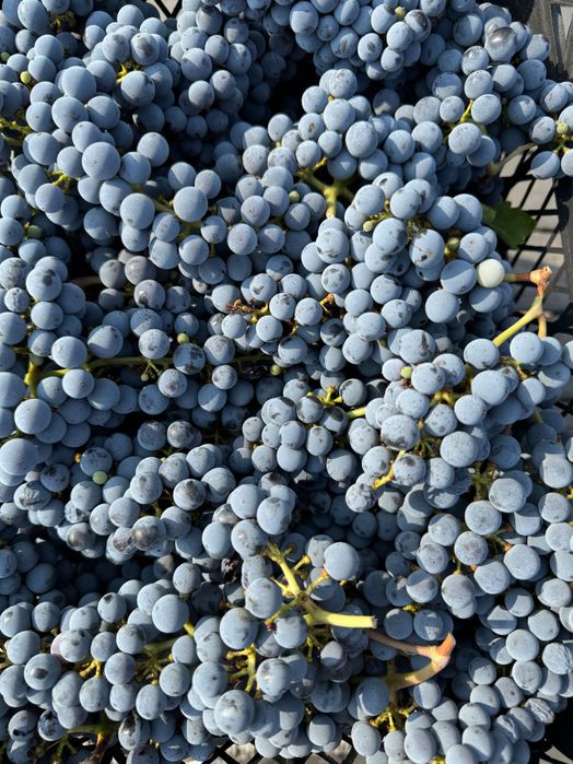 Vând Struguri Cabernet Sauvignon