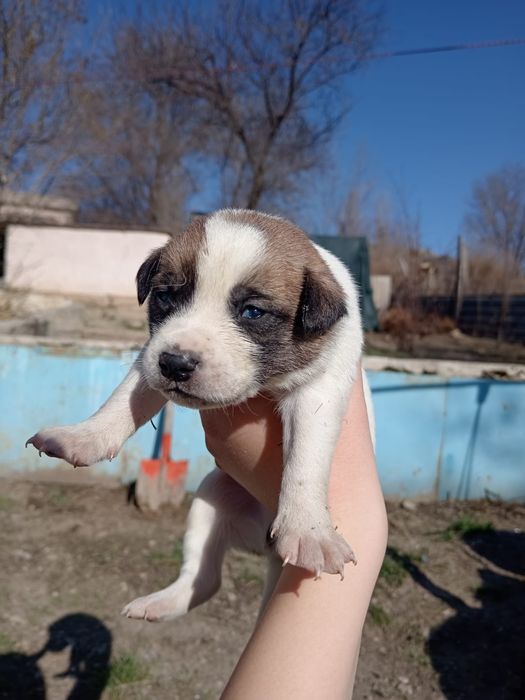 Щенки спаниель и лайка