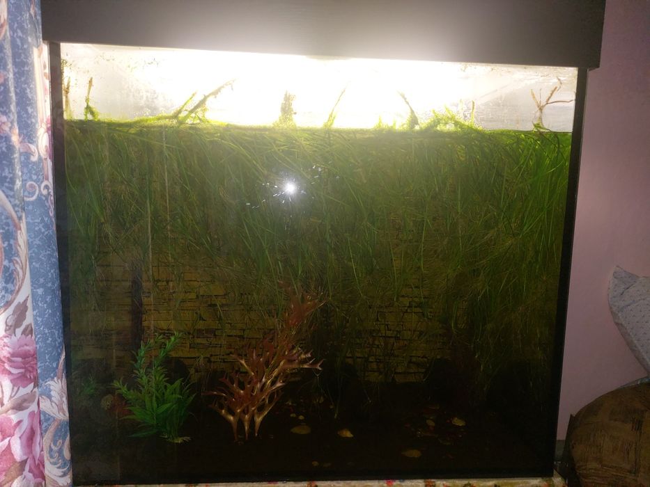 Аквариум   для  рыб
