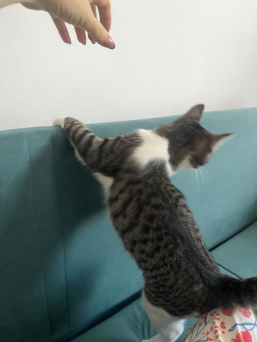 Отдам даром кошка девочка