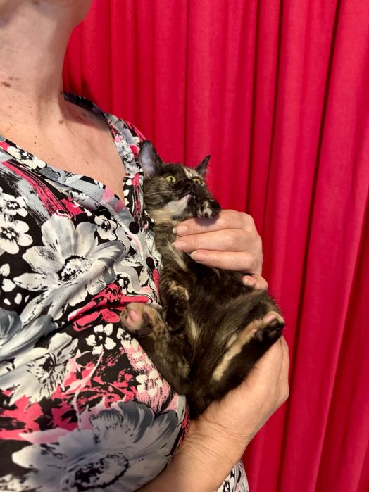 Коте на 3мес. търси дом Пловдив
