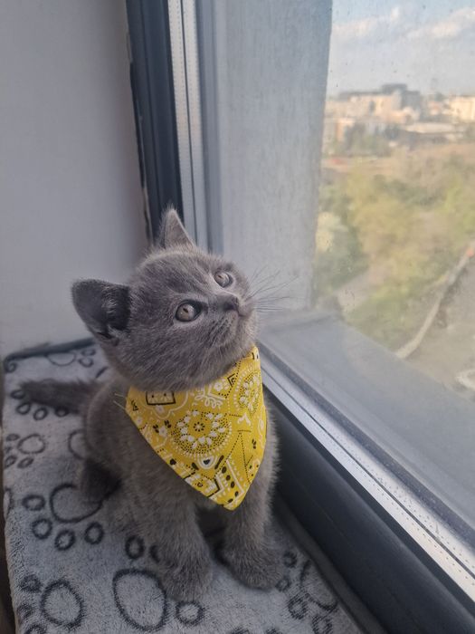 British shorthair pui