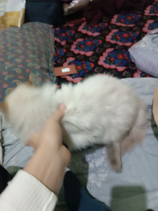 Muwuk nomini bilmeman