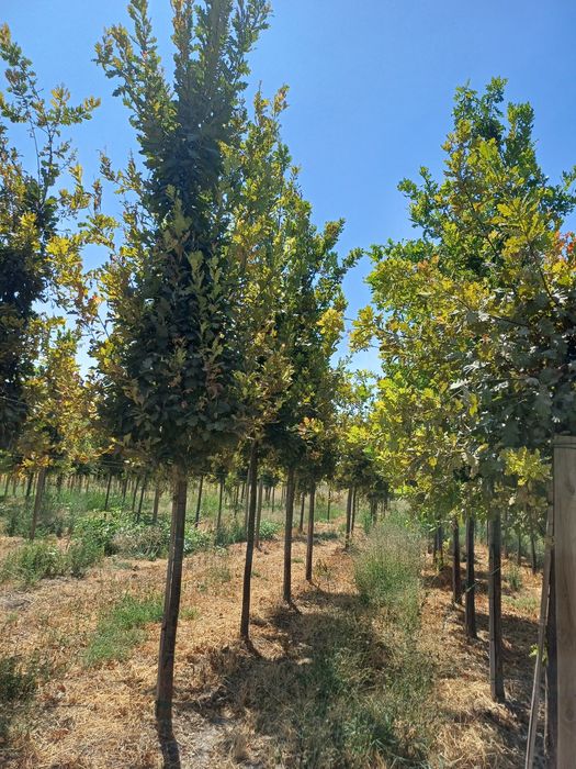 Evropa svati kustarnik kuchatla bor