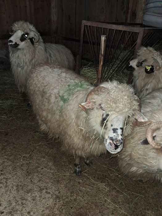 Vând oaie gestantă