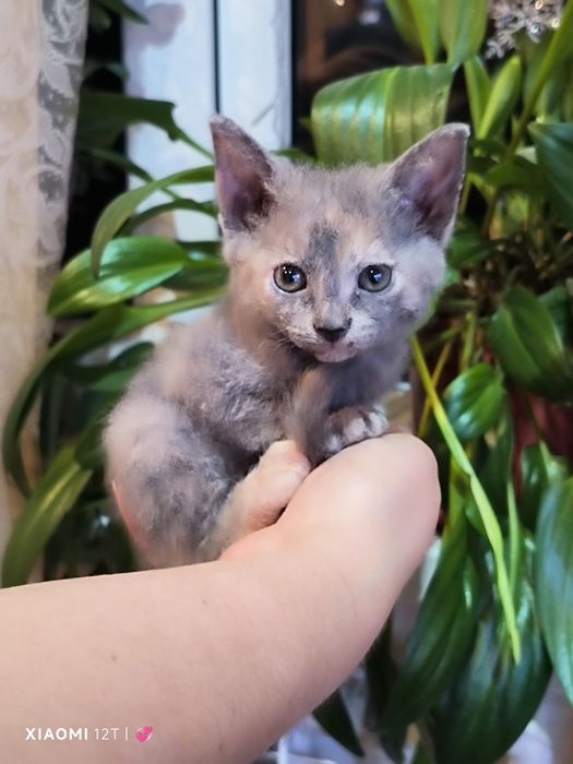 Отдам девочку котёнка,рожденую от сфинксов хорошие руки