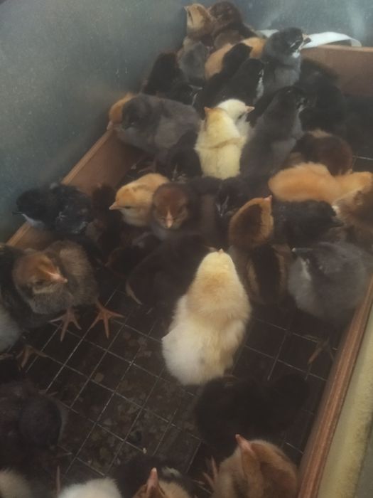 Цыплята  Балапан