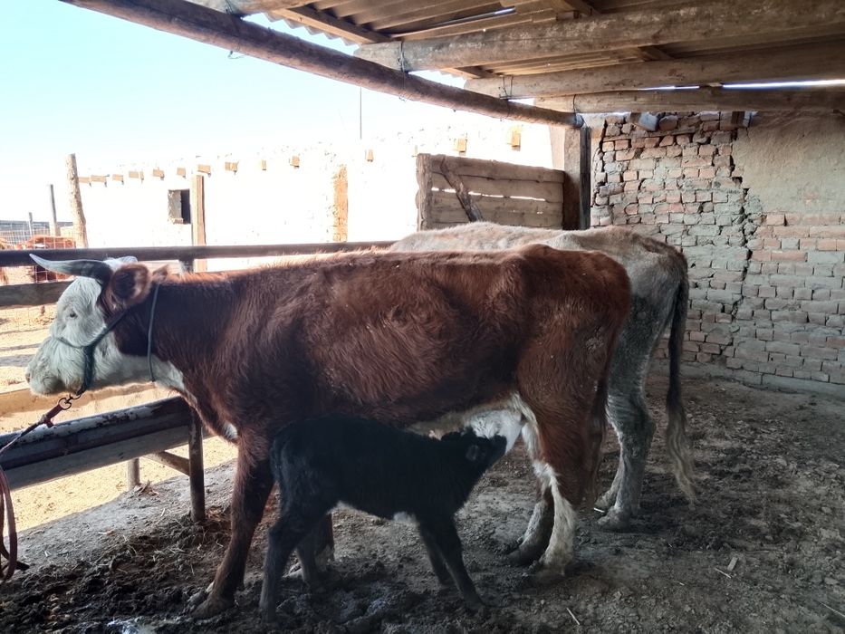 Бузаулы сиыр сатылады