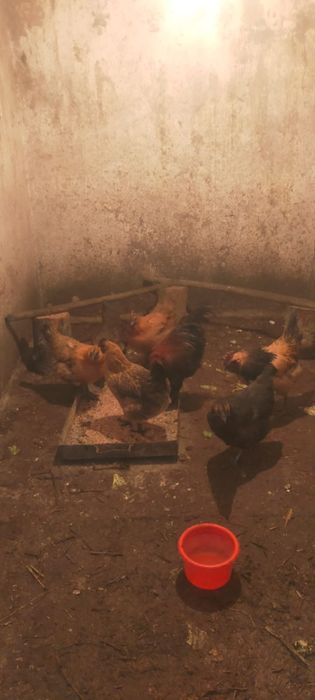 Продам кур порода илюхей