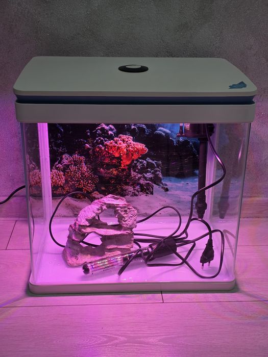 Acvariu pești cu neon