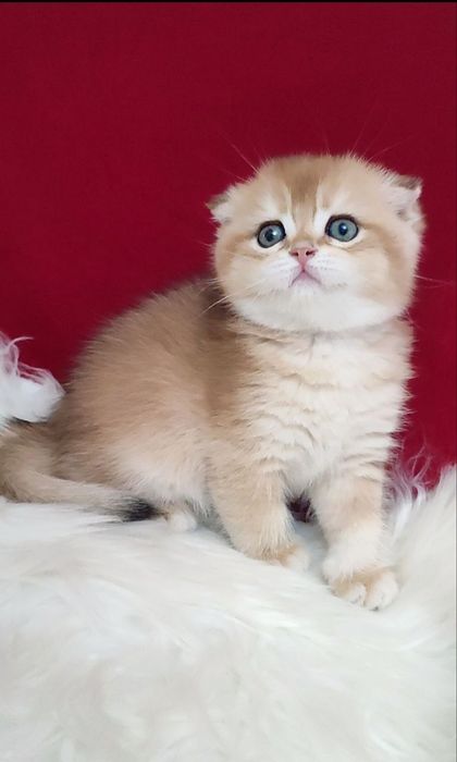 Скотиш фолд мальчик золотая шиншилла