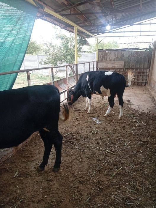 Buqala. sotiladi