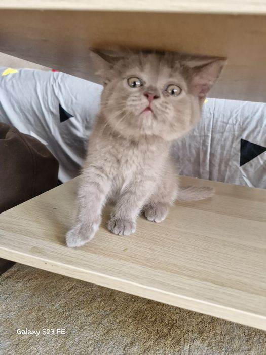 Британские котята