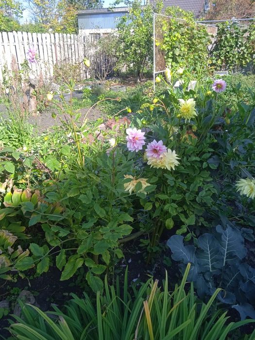 Саженцы георгины