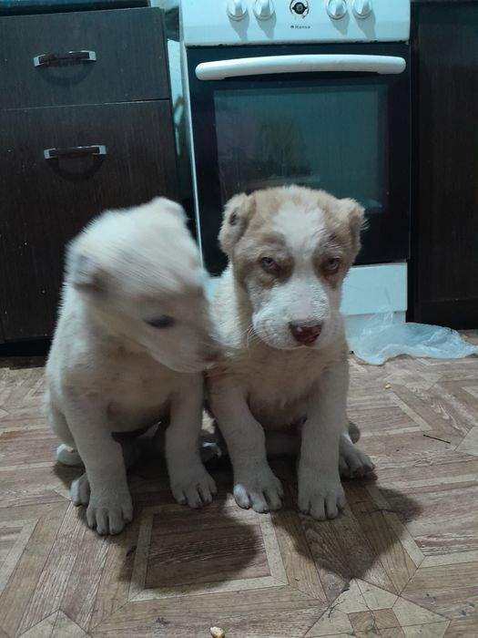 Щенки Алабай Породистые