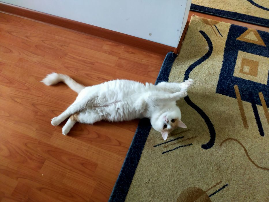 Кот «турецский ванн