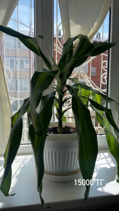 Продается пальма