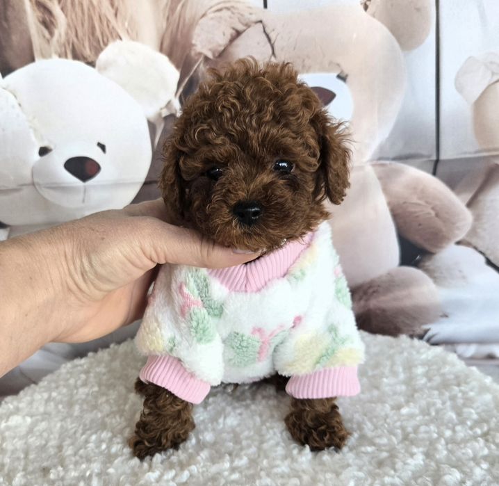 Пудел той ,Пудел тийкъп с родословие