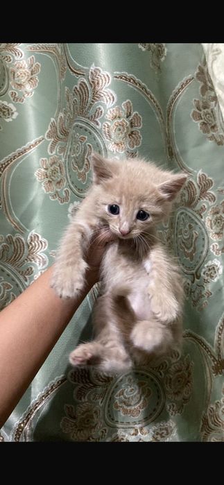 отдам в добрые руки