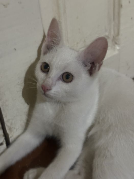 Отдам котят в хорошие руки
