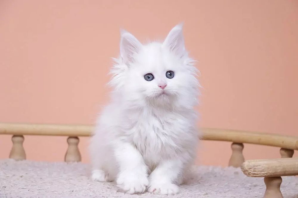 Продаются котята