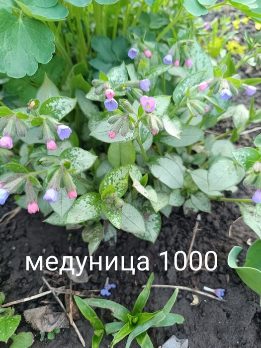 Продам цветы многолетний