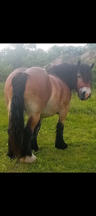 Manz ardenez mai multe detalii la telefon