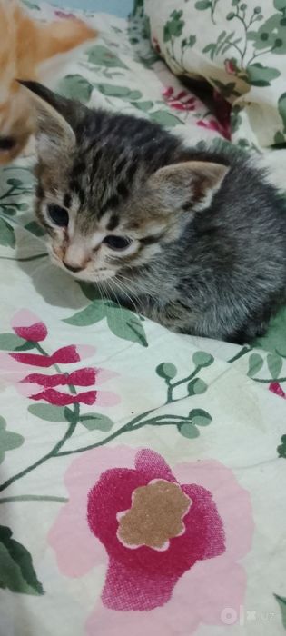 Tekin mushuklar beramiz