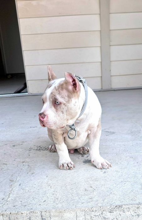 Американско Були Покет American Bully Pocket