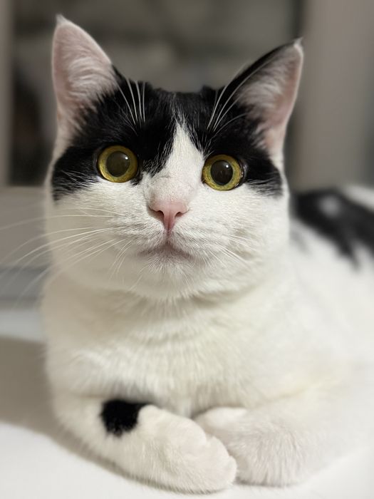 Кошка в любящую семью!