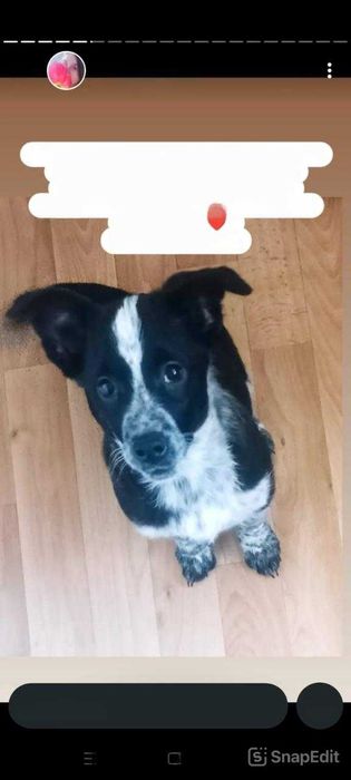 Собачкам нужен дом!