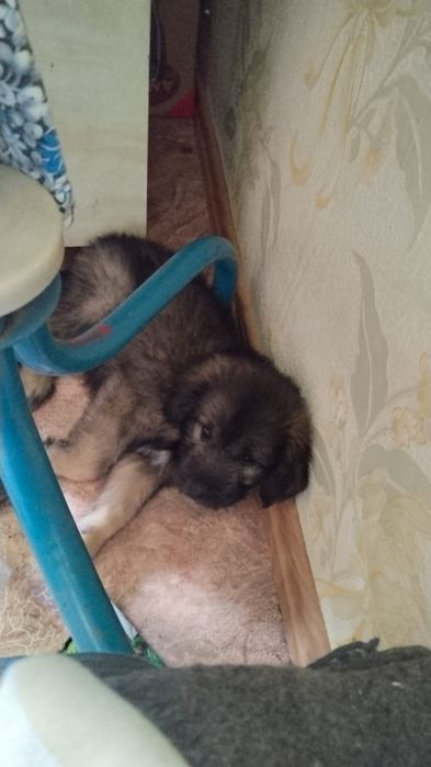 Отдам красивого щенка