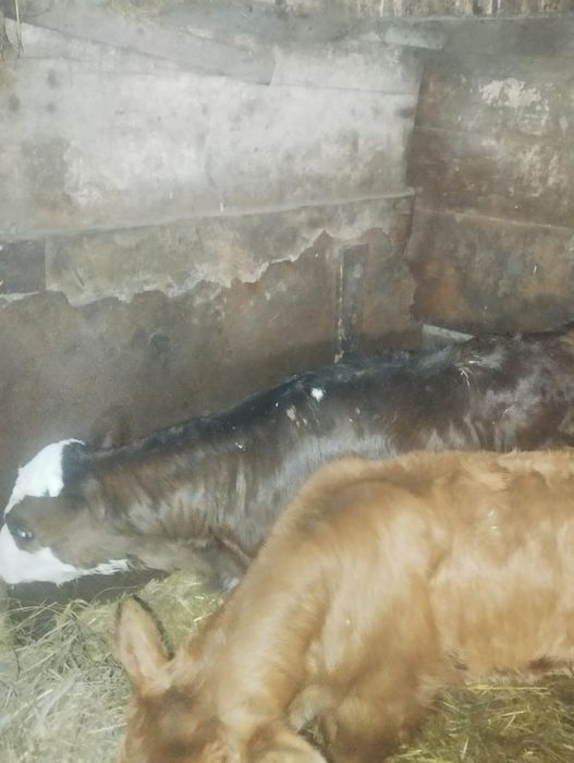 Продам телят, бычки ,12дней и 3 дня