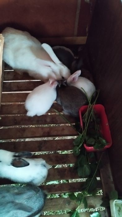 Кролики 1-2 месеца