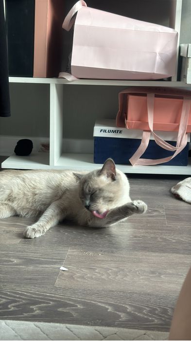 Отдам кота в хорошие руки