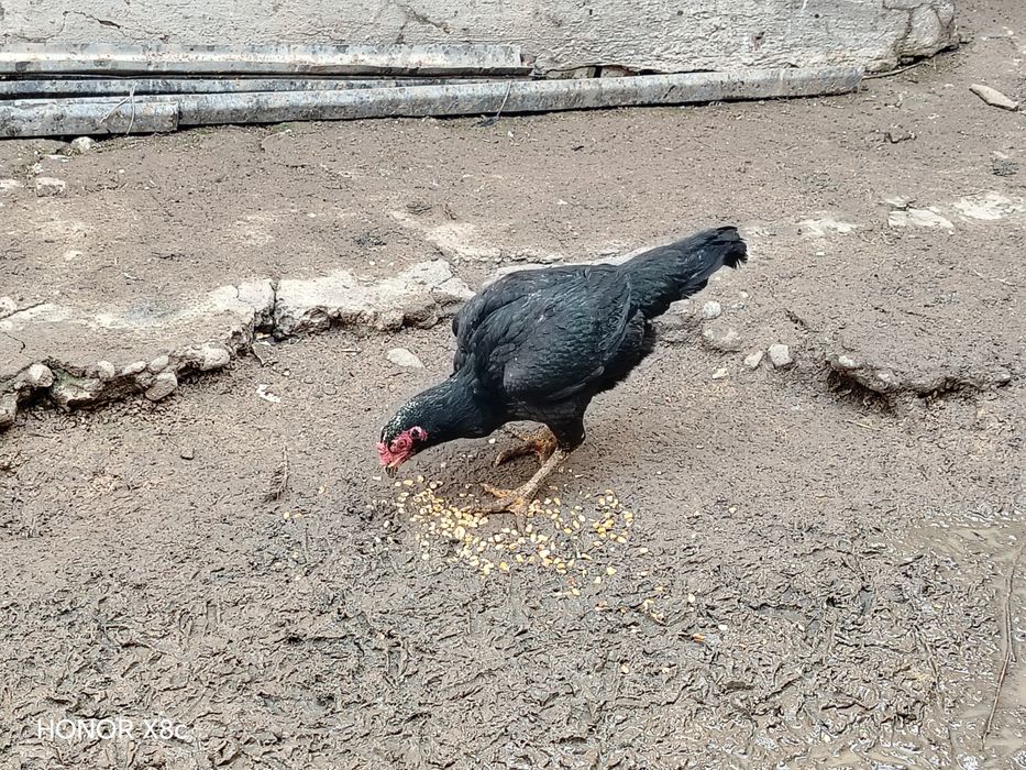 Сотилади дакан хороз