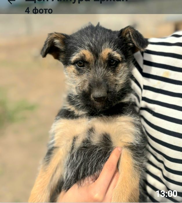 Отдам Отдам щенят, в самые ответственные, добрые ручки, хозяевам любящ