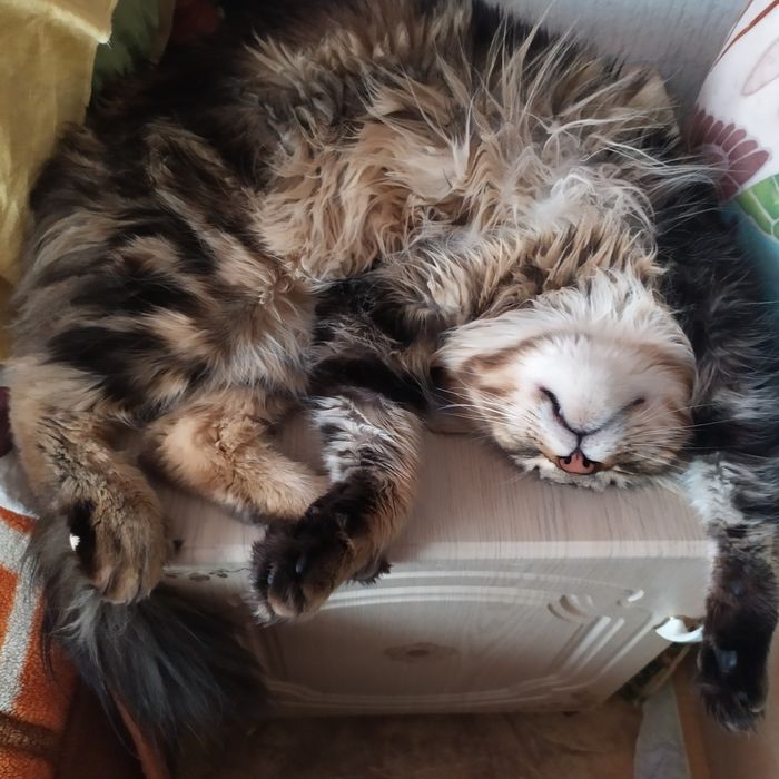 Предлагаю на вязку мейнкуна